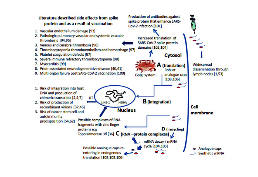 Scopri di più sull'articolo Potential Mechanisms for Human Genome Integration of Genetic Code from SARS-CoV-2 mRNA Vaccination
