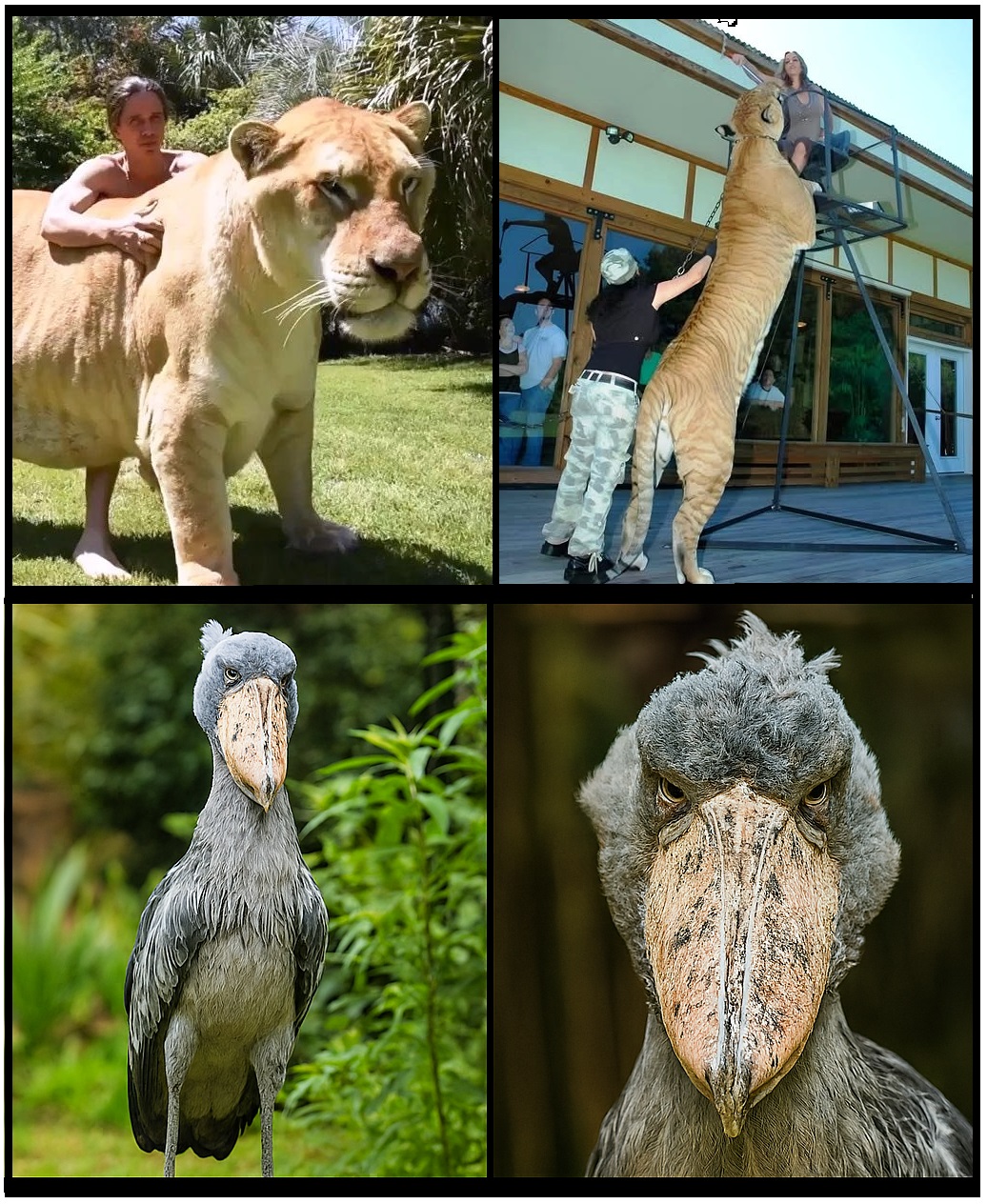 Scopri di più sull'articolo IL FELINO CHE NON DOVEVA ESISTERE E L’UCCELLO CHE NON DOVEVA GUARDARTI: due creature che sembrano uscite da un laboratorio di Jurassic Park…e invece sono reali